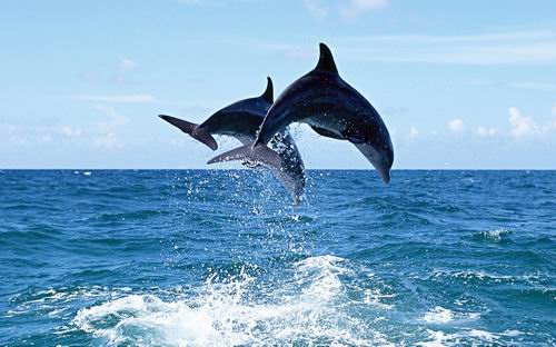 Спасение дельфинов - дело «рук» самих дельфинов?