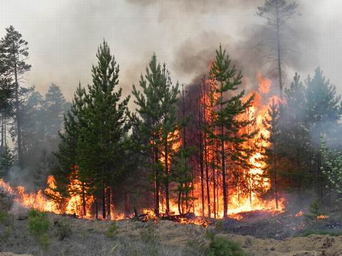 Учения по организации тушения лесных пожаров в Цюрупинске