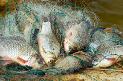 Воры на Херсонщине крадут рыбные сети