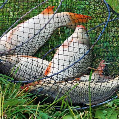 Новость Браконьеры наловили рыбы почти на 100 тыс. гривен