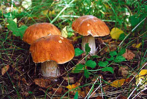 19-летний херсонец отравился дикими грибами