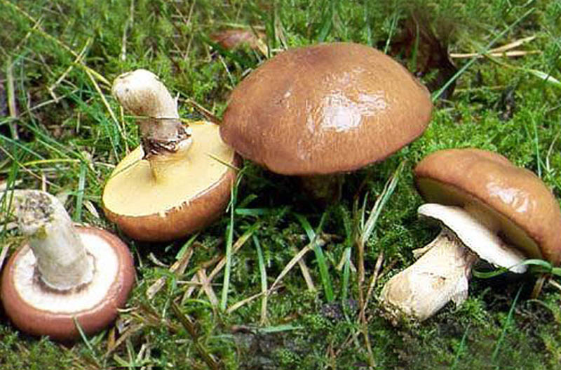 Херсонка отравилась грибами