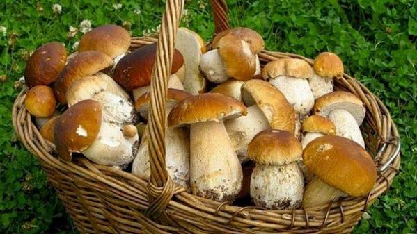 Сбор грибов в Херсонской области