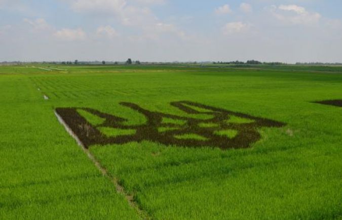 Новость На Херсонщине произрастает тризубец из риса
