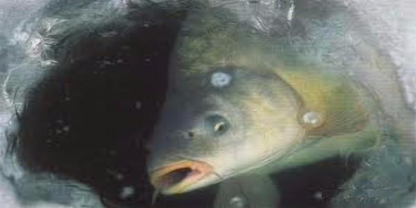 Новость На Херсонщине спасают рыбу