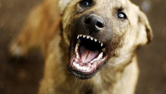 Херсонцам не дают жизни бродячие собаки