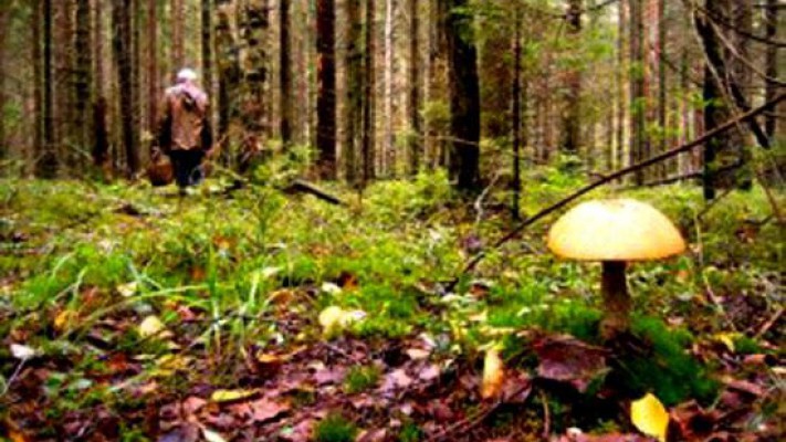 Четверо грибников потерялись в Олешковском лесу