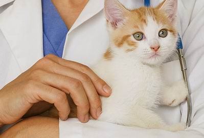 Котенок на руках ветеринара