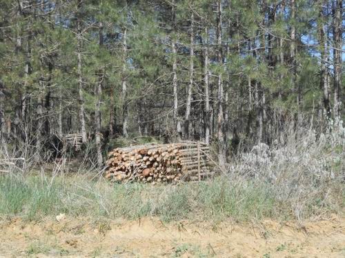 Новость Кто же занимается срубкой леса на Херсонщине?