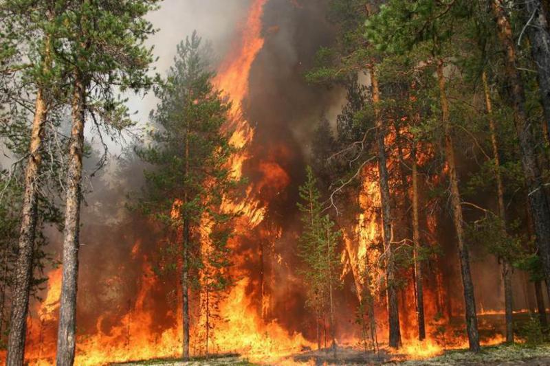 Леса Олешек горели 22 раза