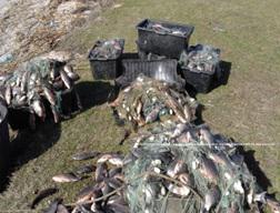 Новость Пограничники выловили рыбных браконьеров