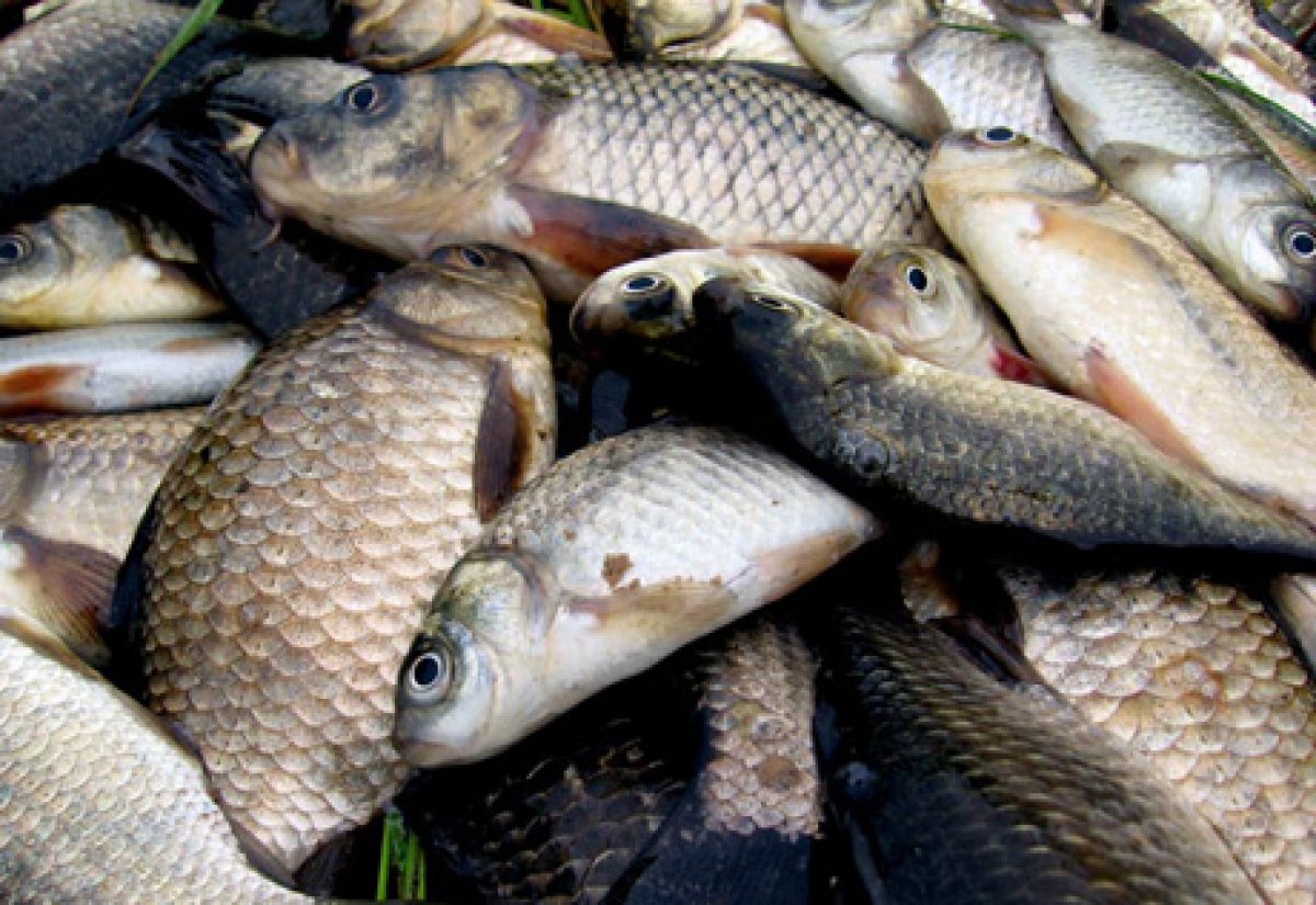 За прошлую неделю херсонские браконьеры выловили 244 кг. рыбы
