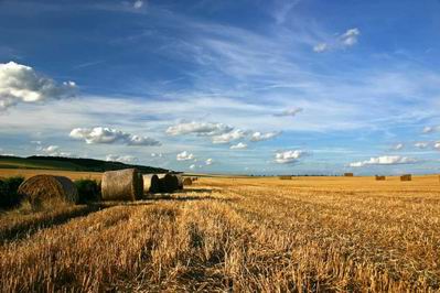 Аренда земель сельхозназначения приносит Херсонщине прибыль