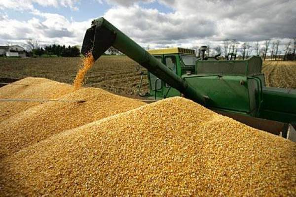 Новость Житель Херсонщины похитил 4 тонны зерна