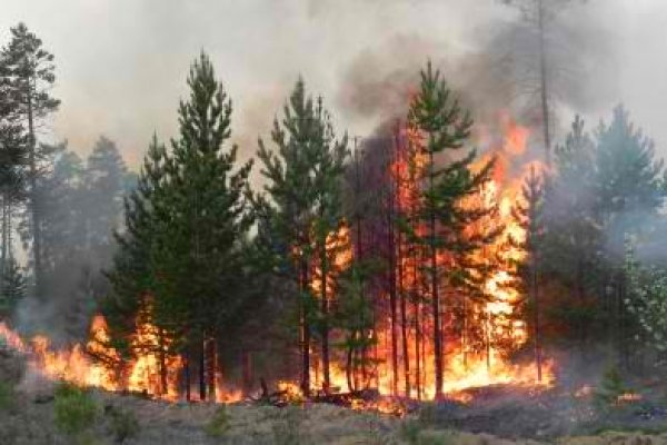 Пожарные боролись с огнем в цюрупинском лесу