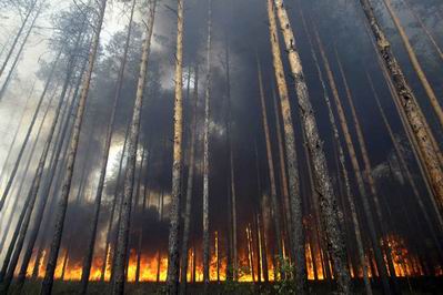 В Голопристанском районе горел лес