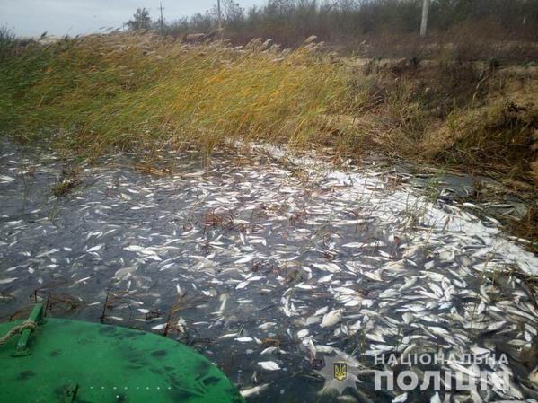 В Херсонській області сталася масова загибель риби