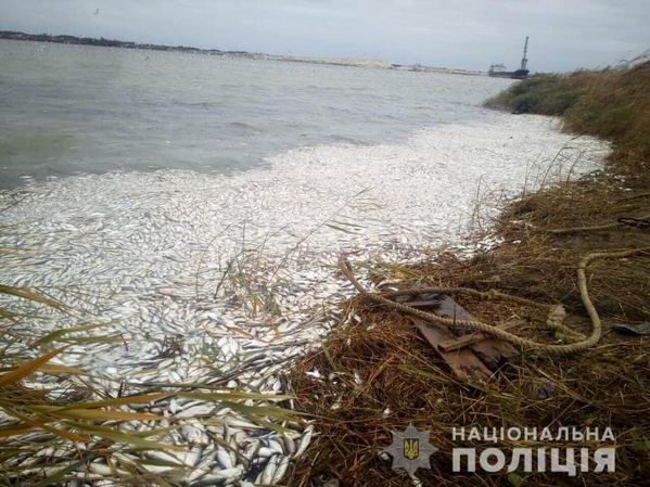 масова загибель риби на Херсонщині