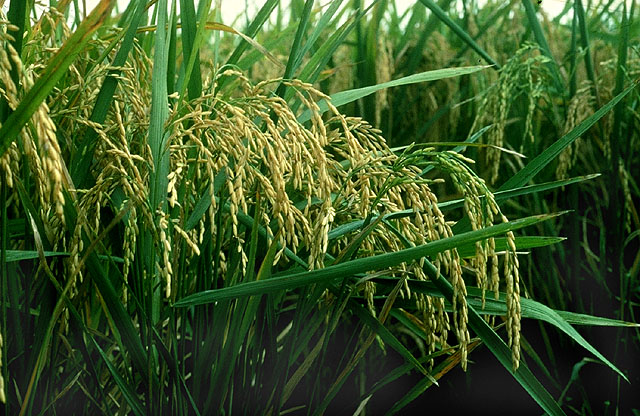 Херсонские аграрии экспериментируют с выращиванием риса