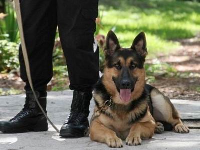 Служебные псы помогают находить нарушителей на границе