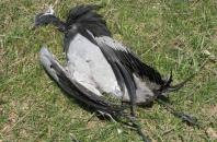 Новость В Херсонской области расследуется факт гибели краснокнижных журавлей
