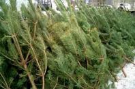 В Херсоне определены места для утилизации новогодних елок