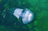 Новость В Геническе хотят оградить отдыхающих от нашествия медуз