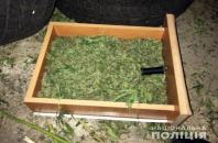 На Херсонщині поліцейські вилучили 45 кілограмів марихуани