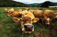 Херсонські фермери отримали 6,5 млн. грн. дотацій за велику рогату худобу