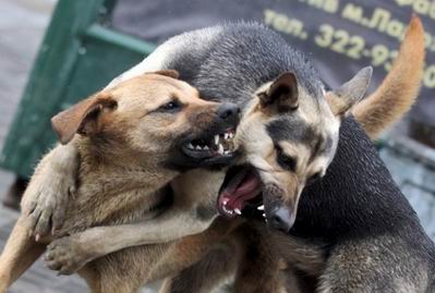 Новость Херсонцев кусают бродячие собаки, кошки и даже... лисы!