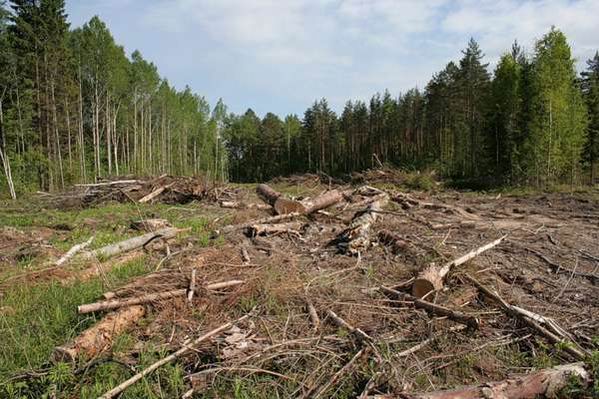 В Казачьих Лагерях людей лишают леса