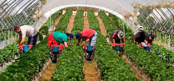Новость Фермеры Бериславского района скрывали наемных рабочих