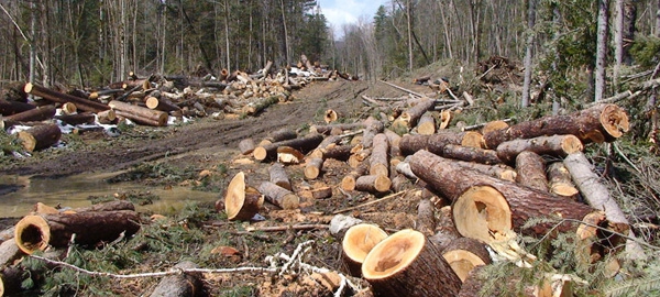 На Херсонщине продолжается борьба с незаконной рубкой леса