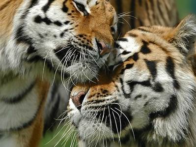 Новость Международный день тигра