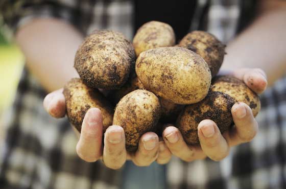 Новость На Херсонщине уродил картофель