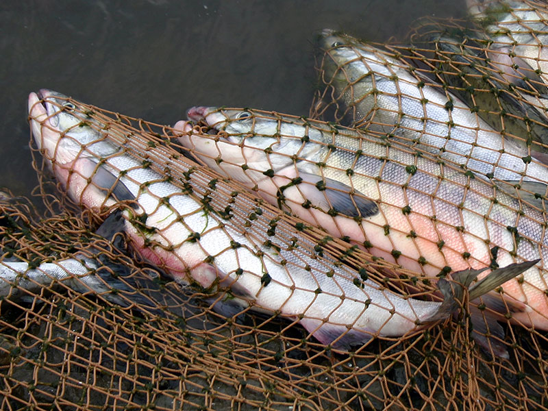 Правоохранители изъяли 650 кг рыбы у браконьеров
