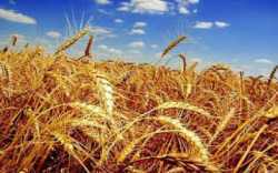Новость В Верхнерогачикском районе намолочено более 90 тыс. тонн ранних зерновых